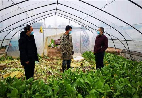 迎江区新增大棚蔬菜种植121亩 全力保障群众 菜篮子