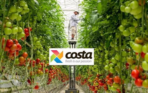 农产品商Costa 靠水果种出38倍市盈率的 爆款