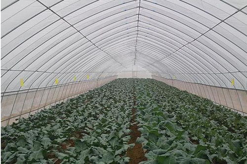 大棚蔬菜种植前景 种10亩大棚菜要投资多少
